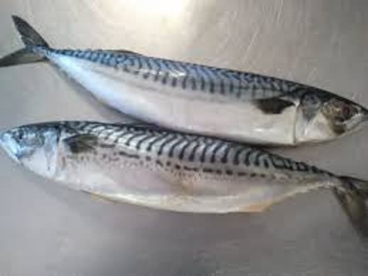 Frozen Pacific Mackerel Fish for Sale
